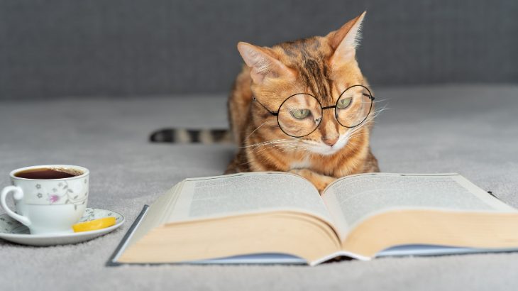 読書するネコの写真