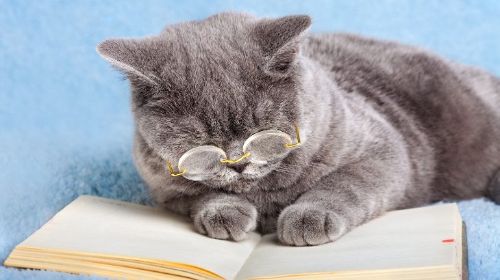 読書するネコの写真